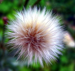фото "Fluffy"