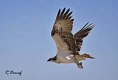 фото "Osprey in flight"