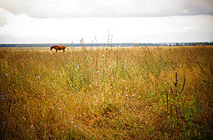 photo "***"