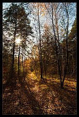 photo "Autumn forest colors"