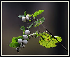 photo "***"
