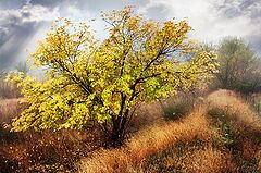 photo "Autumn"