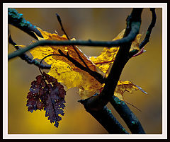 photo "***"