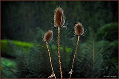 photo "Trio"