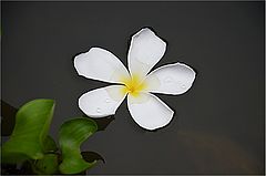photo "***"