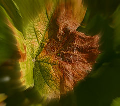 photo "***"