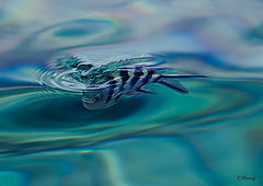 photo "Under water"