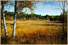 фото "Heathland in Autumn"
