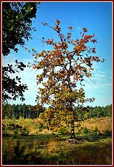 фото "Preparing for Winter"