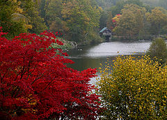 фото "Red tree"