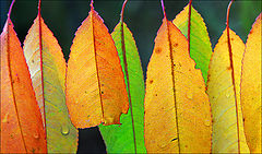 фото "Autumncolours"