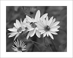 фото "***"