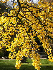 фото "Autumn"