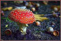 фото "Amanita muscaria"