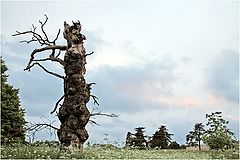 photo "***"