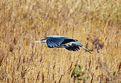 фото "Herons Flight"