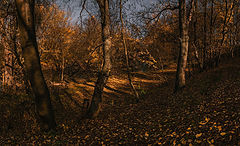 фото "Осенние оттенки"