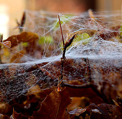 фото "Cobweb"