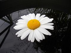 photo "***"