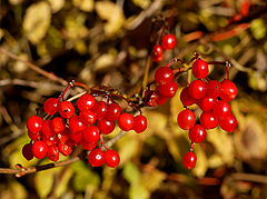 photo "Red berries"