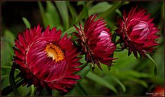 photo "trio"