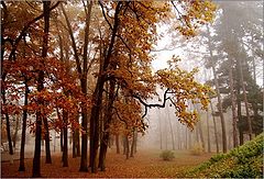 фото "..."