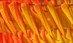 фото "Another Autumnleaf"