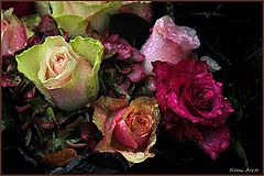 photo "after the rain"