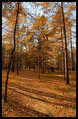 photo "Autumn forest colors"