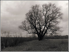 photo "Willow"