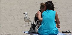 фото "a good company on the beach"