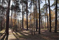 фото "осень в контровом свете"