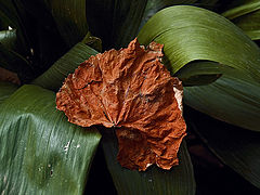 photo "***"