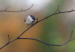 фото "Weidenmeise"