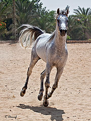 фото "Gallop"