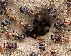 photo "Ants at entrance to nest"