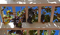 фото "Fruit Of The Vine"