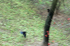photo "***"