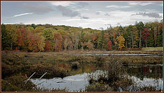 фото "Pine Swamp at Harriman State Park"