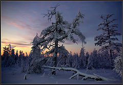 фото "Зимнее утро"