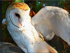 фото "Spread Your Wings"