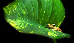 фото "frog"