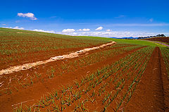 фото "Future harvest"