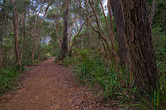 photo "Tasmanian forest"