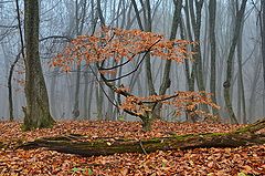 photo "***"