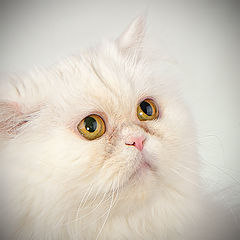 photo "I didn't take sausage..., I only took the Wiskas..."