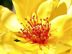 photo "Stamens and pistils"