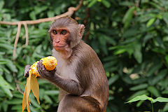 photo "Portrait of a stranger with corn"