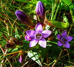 фото "Violet"