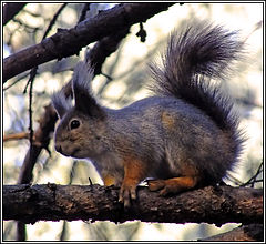 photo "Squirrel"